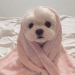 웃음 짓게 만드는 아기 강<b>쥐들</b>