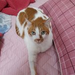 나의 동거묘 도칠이 <b>봄날</b>..