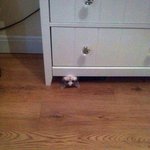 예측을 할 수가 없는 냥이의 <b>동선</b>