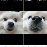 울 강아지 멍청한 표정 잘 <b>지음</b>