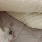 # 숨죽여 울고 있다가 들킴...(에피소드 추가)