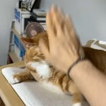 [이것좀봐줘] 이 유튜버 왜 고양이 <b>학대</b>해?