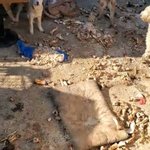 (원본 지킴이) 불법 동물학대 개농장 때려잡다가 장애인 구조함