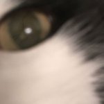 금손이 아니라서 늘 미안한 <b>집사</b>