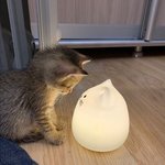 [댓글부탁해] 근데 나라세워 주접 <b>시초</b>가 뭐임?