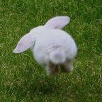 공중<b>부양</b>하는 토끼