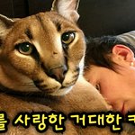 [고양이] <b>집사</b>를 너무 사랑하는 거대한 카라칼