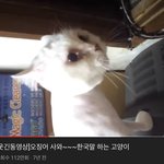 [NCT즌] 오징어사와 그 <b>유명</b>한 고양이 있자너