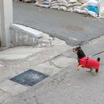 <b>치와와</b> 성격 장난아니네요! 무슨 자신감이지?
