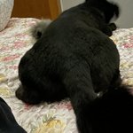 엉덩이 <b>사진</b> 유출.<b>jpg</b>