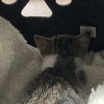 [고양이] 우리 집 고양이 좀 구경해 줘