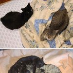 갓 태어난 냥이가 <b>늑대</b> 고양이?!