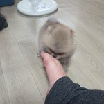 울집 막내딸<b>호두</b>