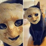 <b>집사</b> 기절시키려고 작정한 귀요미들