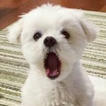 나 <b>변백현</b> 때문에