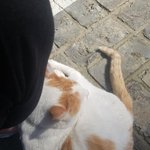 길가다 <b>야옹</b>이 봤는데 애교많음 ㅠ.ㅠ