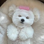 엥 내 동생이 이어폰 자르면 에어팟 된다고 이어폰 선 <b>자름</b>..