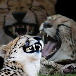 [<b>돌발</b>퀴즈] [머니게임] 파이가 사과하면?