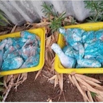 길고양이가 죽어가요 도와주세요