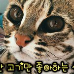 [고양이] 신선한 살코기만 좋아하는 깜직한 살쾡이