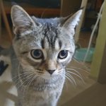 [댓글부탁해] <b>집사</b>기념짤풉니다