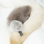 <b>야생</b>의 작품이 되어버린 조류들