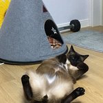 우리 귀여운 고양이 봐주세요 2탄!!
