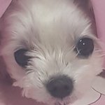 갱얼쥐 고앵이 자랑 대회하자