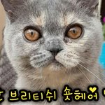 [고양이] 깜찍하고 애교 많은 브리티쉬 숏<b>헤어</b> 냥이들