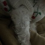 울<b>집</b> 갱<b>얼</b>쥐 다리