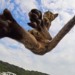이런눈은 강아지상이야 <b>고양</b>이상이야???