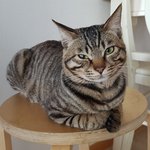 우리집 냥이 <b>얼룩</b>이~*