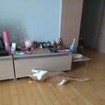 [고양이] 고양이 대놓고 자랑할게요