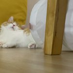 우리집 <b>이케아</b> 쿠션 자랑