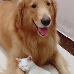 리트리버의 <b>앞발</b>을 사랑한 고양이