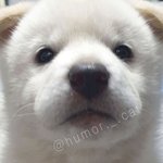 <b>노노카</b> 아기 강아지 닮지 않았냐