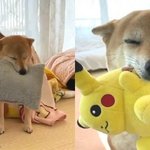 출근 전 집사 붙잡고 놀자는 <b>아침잠</b> 많은 시바견.."눈은 떠야지...