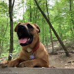 <b>숲속</b> 산책하던 개가 갑자기 멈춰 선 이유.."고양이 구해줘야 해요...