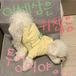 [세븐틴] 아니 밥<b>푸리</b> 너무 귀여운거 아니냐...????