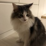 탄이 엑소 숙소 냥이었다는 게 사실임?