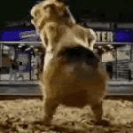 방탄 이번에도 빌보드 <b>핫샷</b>데뷔 가보자고