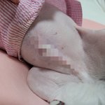 [댓글부탁해] 얘들아 강아지 이거 피부병이야.?