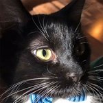 내 냥이만을 위한 집사의 <b>DIY</b>