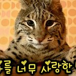 [고양이] <b>집사</b>를 너무 사랑한 밥캣(보브캣) - 붉은스라소니
