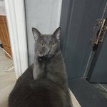 [고양이] 우리집 마네키네코 좀 봐줘