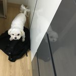 방으로 달리면서 똥 싸더니