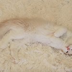 의도치 않은 <b>보호색</b>의 순간!