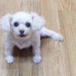 [댓글부탁해] 나 <b>번장</b> 사기당한거냐…