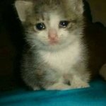 아이패드 중고로 사려고하는데 이거 사기인가 ㅠ