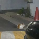 러<b>인하</b>... 다시 말해 러브스토리 인 하버드